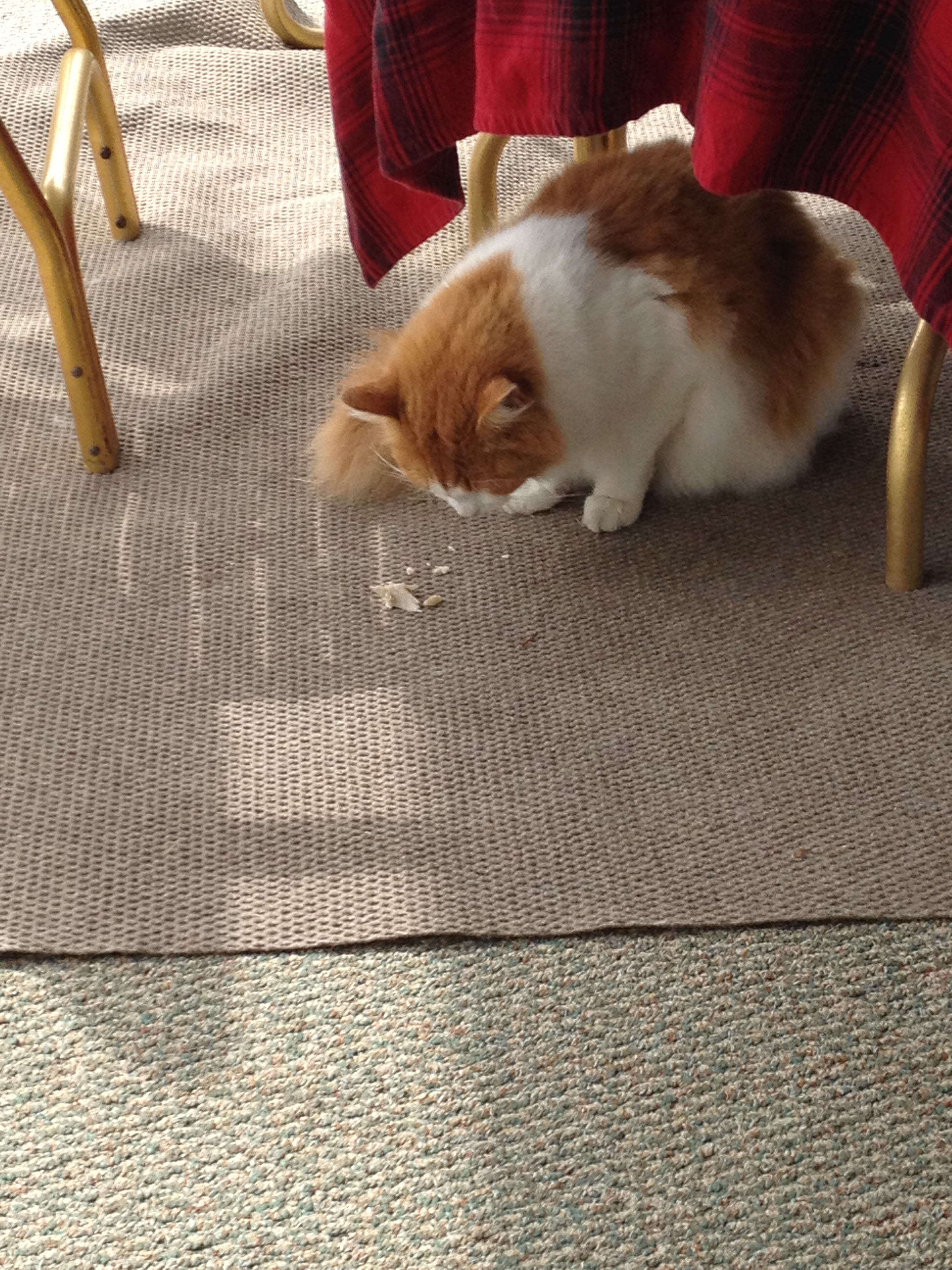 Caramel got his first turkey ever. loved it.