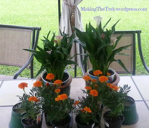 New plants!  And new pots!!  Be still my heart.  Sweet Hubs.  Totally rocked it!!